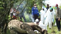 BBKSDA Sumut Temukan Bangkai Gajah Sumatera di Perkebunan Warga, Ditubuhnya Banyak Terdapat Luka Tusukan
